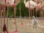 FZ030001 Greater flamingo chick (Phoenicopterus roseus).jpg